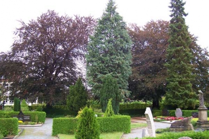 Bild 1 von 2 Blutbuchen westlich der Friedhofskapelle
